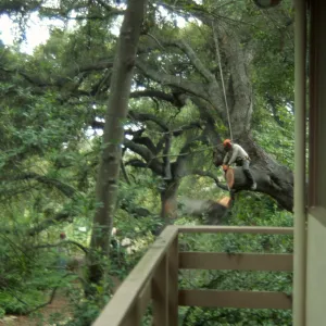 Manny, pruning of Coast live oak in the Arroyo