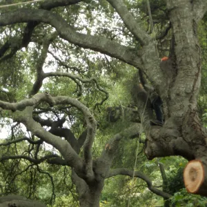 pruning of Coast live oak in the Arroyo