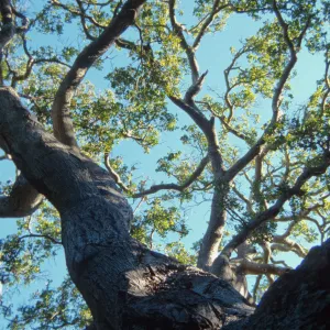 Brook Oak (Coastal Live Oak), 1998 (sparce foliage)