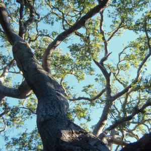 Brook Oak (Coastal Live Oak), 1998 (sparce foliage)