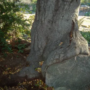 Brook Oak (Coastal Live Oak), 1998 (diseased trunk)