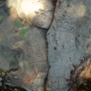Brook Oak (Coastal Live Oak), 1998 (diseased trunk)