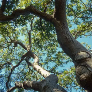 Brook Oak (Coastal Live Oak), 1998 (sparce canopy)
