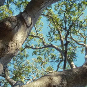 Brook Oak (Coastal Live Oak), 1998 (sparce canopy)