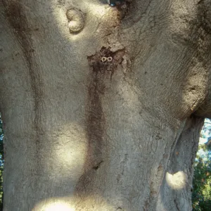 Brook Oak (diseased trunk, draining lesion)