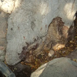 Brook Oak (Coastal Live Oak) (diseased trunk)