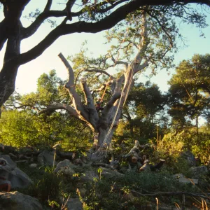oak tree removal, diseased oak