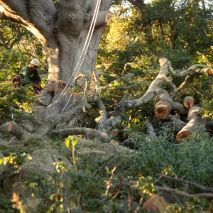 oak tree removal, diseased oak