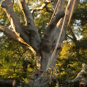 oak tree removal, diseased oak