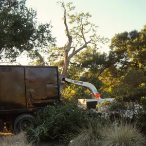 oak tree removal, diseased oak
