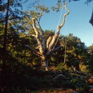 oak tree removal, diseased oak