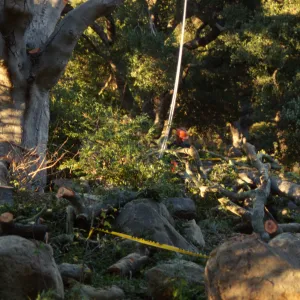 oak tree removal, diseased oak