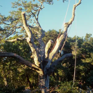 oak tree removal, diseased oak