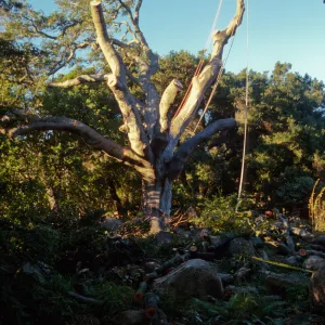 oak tree removal, diseased oak