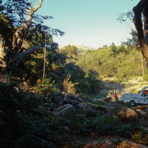 oak tree removal, diseased oak above the Meadow Brook