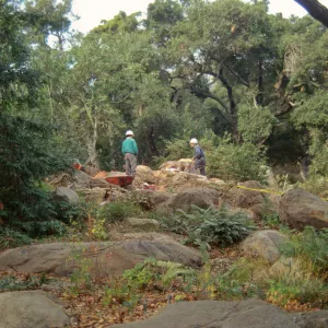 oak tree removal, diseased oak