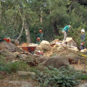oak tree removal, diseased oak