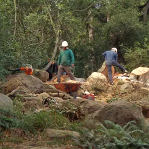 oak tree removal, diseased oak