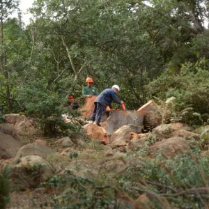oak tree removal, diseased oak