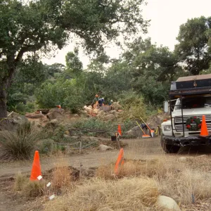 oak tree removal, diseased oak