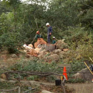 oak tree removal, diseased oak