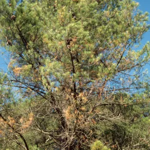 pine at Meadow View