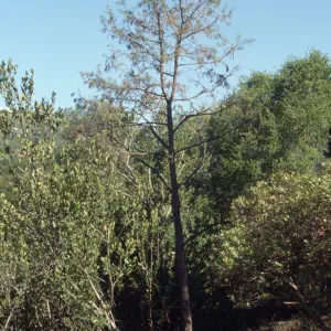 Porter Trail cypress