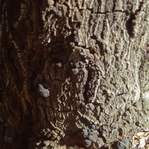 Fungus on oak trunk