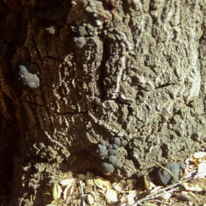 Fungus on oak trunk