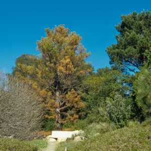 Dying Pinus radiata behind Dabney bench on Porter Trail