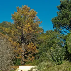 Dying Pinus radiata behind Dabney bench on Porter Trail