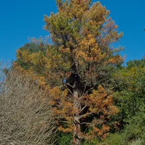 Dying Pinus radiata behind Dabney bench on Porter Trail