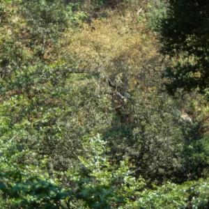 Dying tree