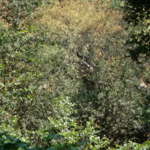 Dying tree