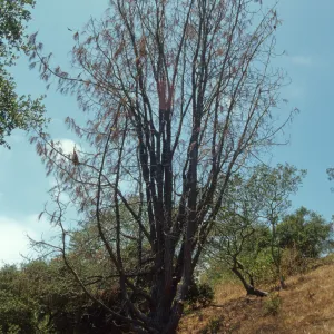 Dying tree