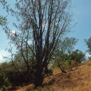 Dying tree