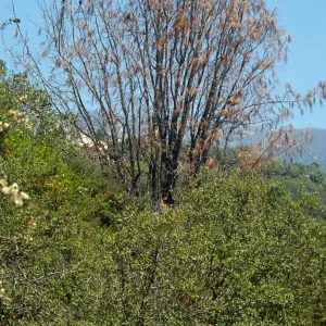 Dying tree