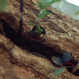 Meadow oak tree (Coastal Live Oak) â€œapproach graftâ€