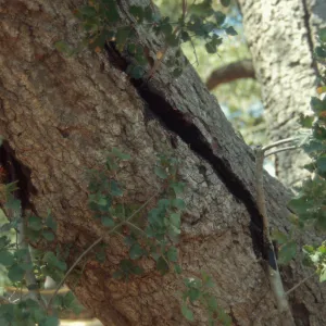 Meadow oak (Coastal Live Oak) tree â€œapproach graftâ€