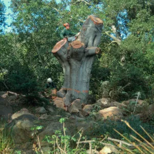 Brook oak removal
