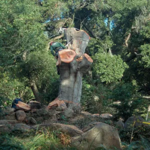 Brook oak removal