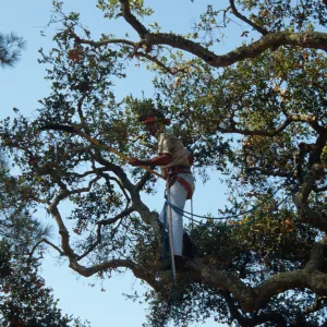 Oak tree trimming