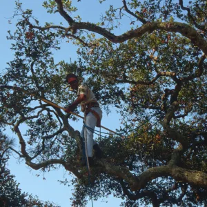 Oak tree trimming