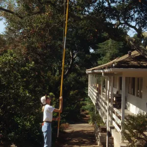Oak tree trimming