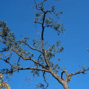 Valley oak - dying