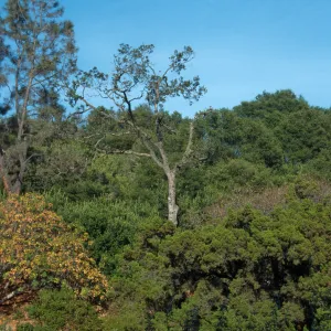 Valley oak on parking lot bank