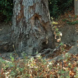 Valley oak on parking lot bank