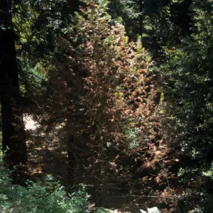 Torreya in redwood section
