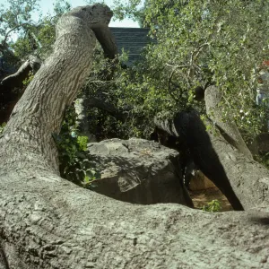 Fallen oak between Herbarium and Cottage