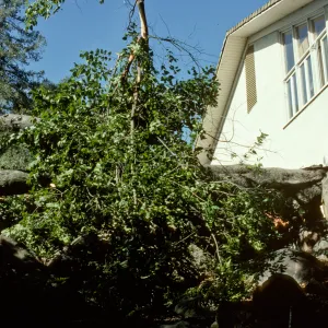 Fallen oak between Herbarium and Cottage